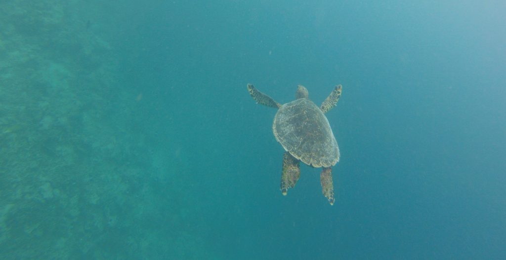 Turty 2