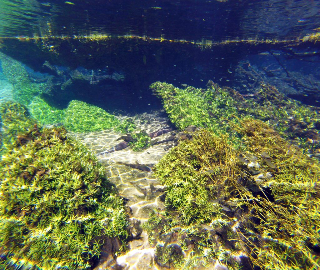 Bonito underwater