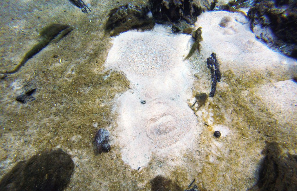 Bonito bubbles