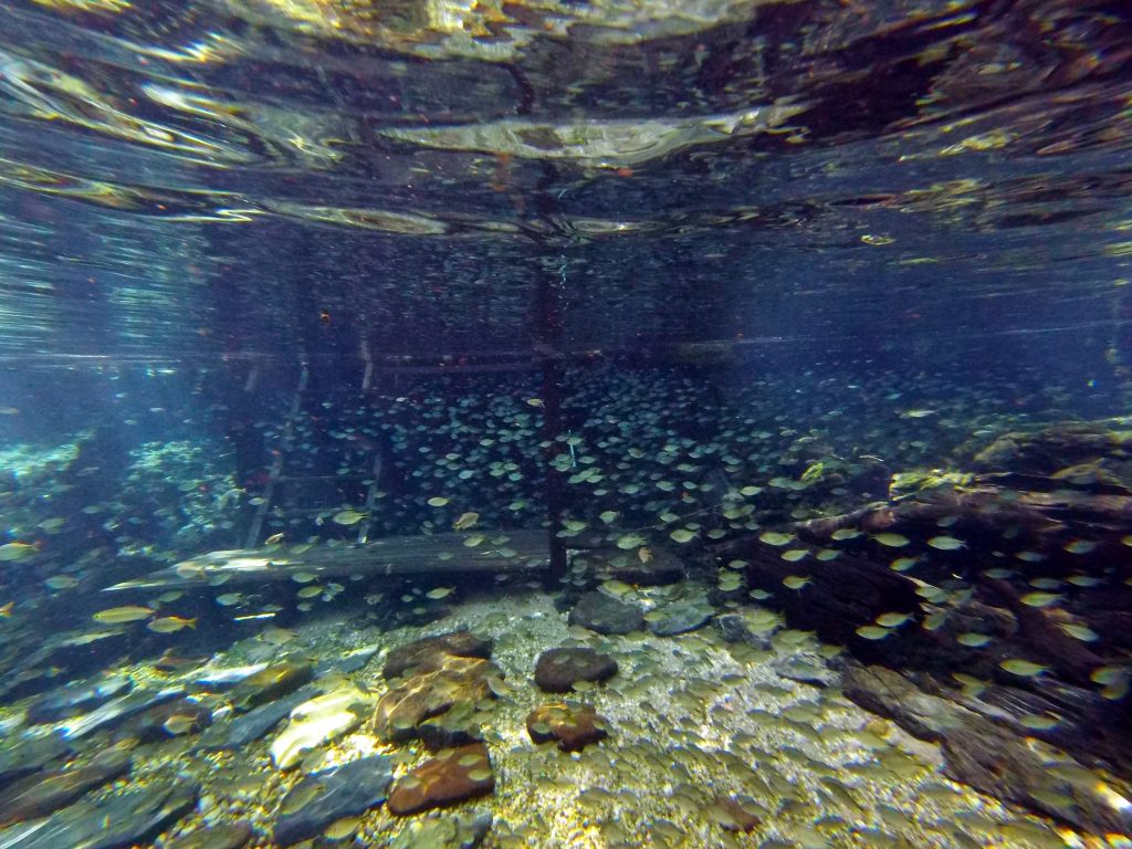 Rio da Prata fish stairs
