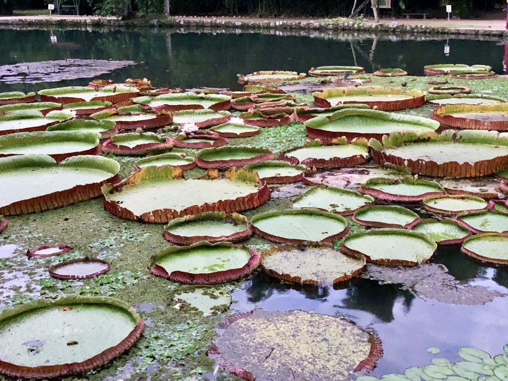 Botanical lily pads