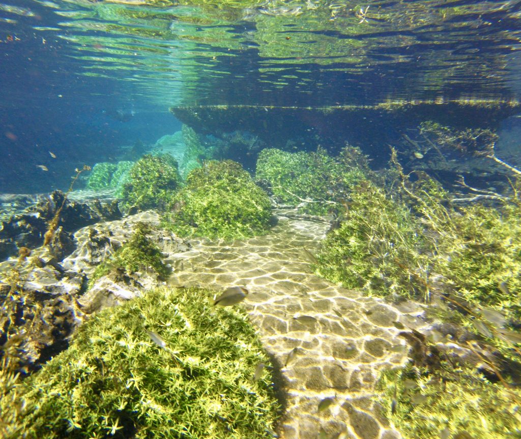Rio do prata underwater