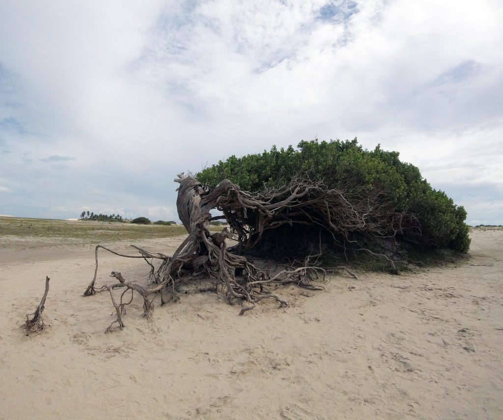 Brazil beaches Jericoacoara