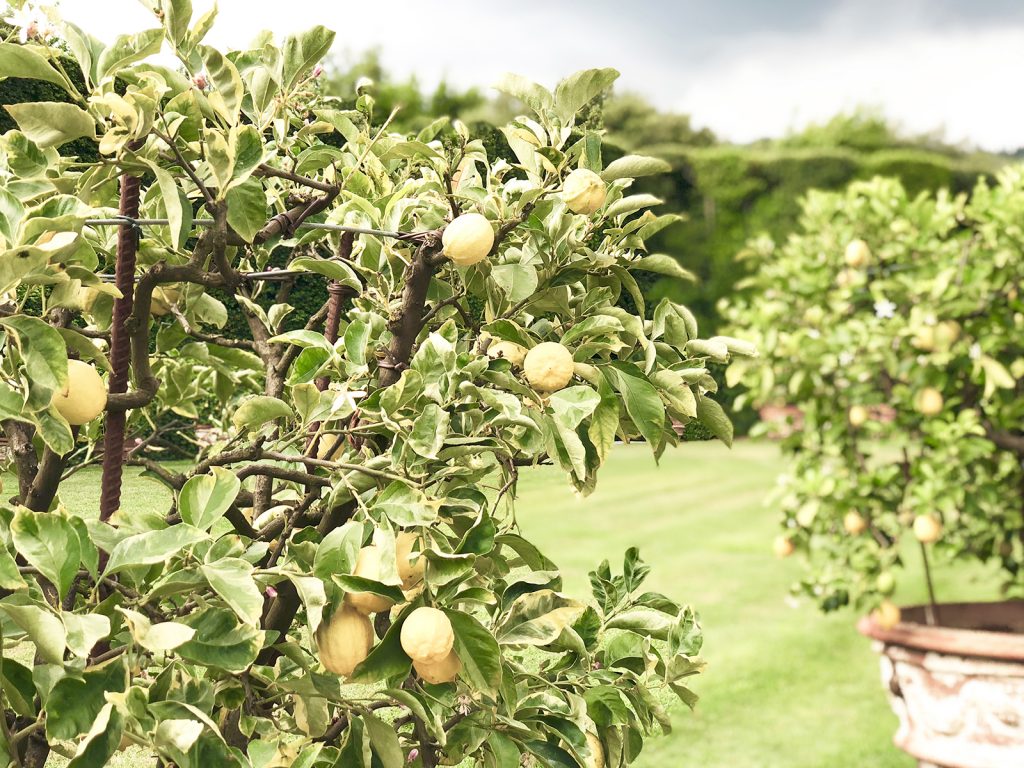 Travel blog lemon trees