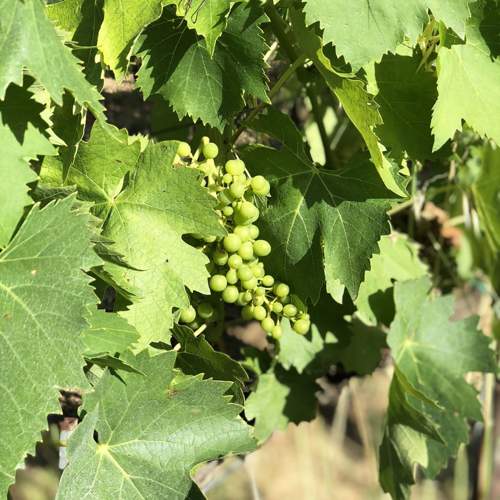 Wineries