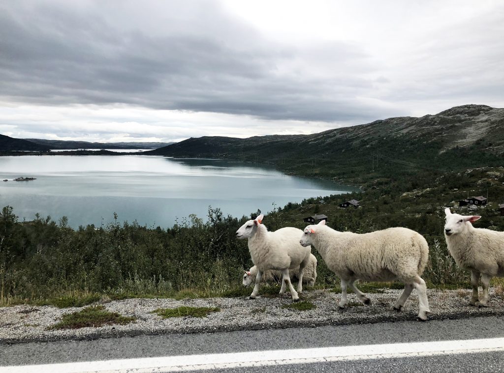 Driving Norway evening