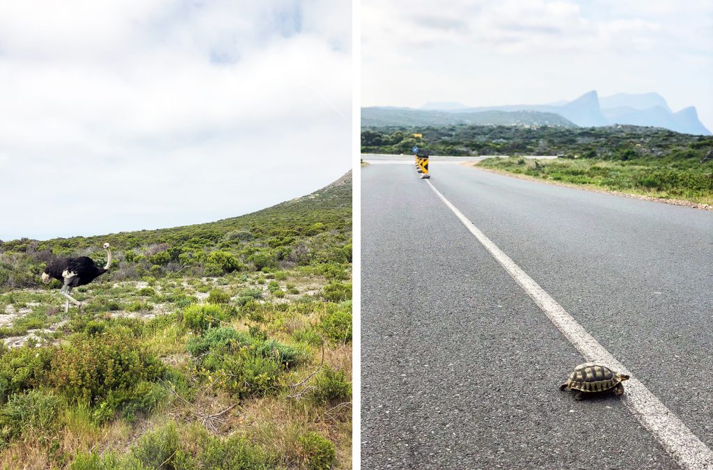 Cape of Good Hope