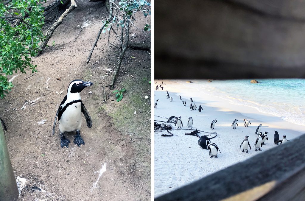 Boulders Beach