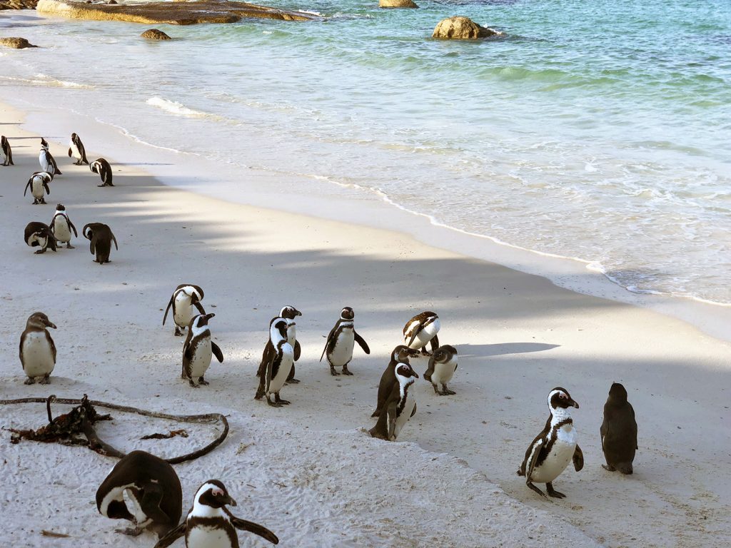 Boulders Beach