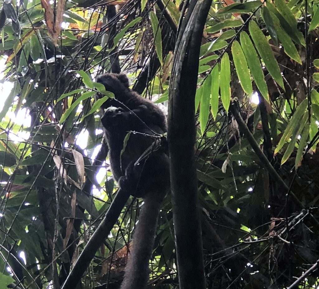 Ranomafana National Park