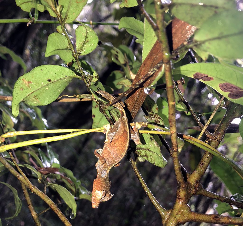 Ranomafana National Park