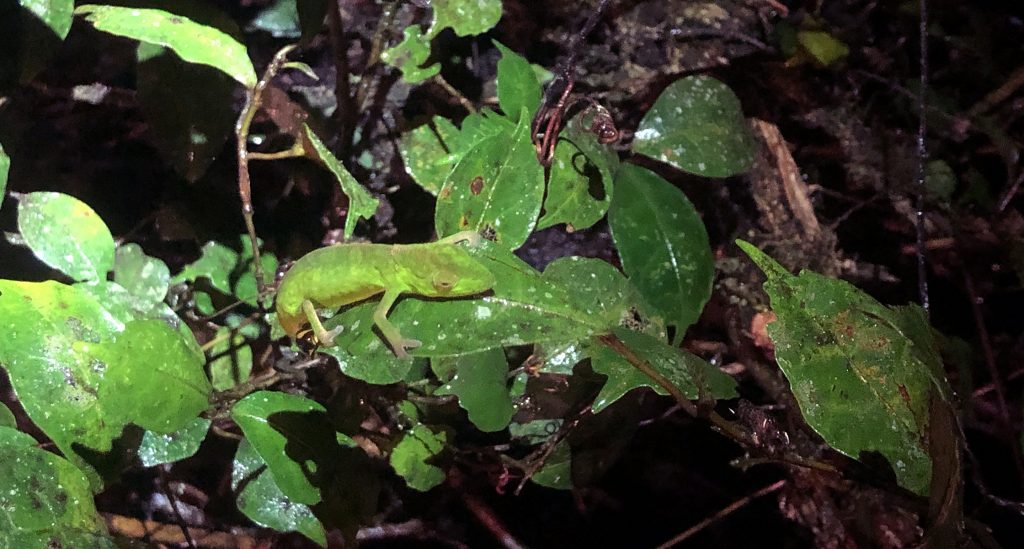 Ranomafana National Park