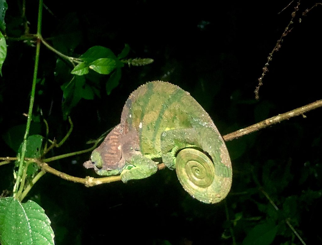Ranomafana National Park