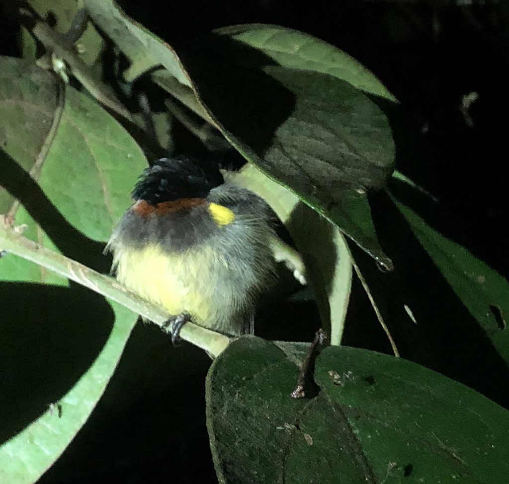 Ranomafana National Park
